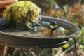 野鳥の水浴び