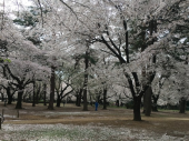 200328　花見サイクリング 画像1
