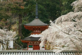 金剛寺へ 画像1
