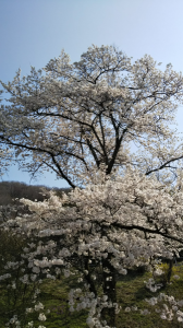 ２０２０/４/３ 画像2