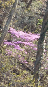 ２０２０/４/３ 画像3