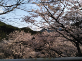 1万歩歩いた 画像3