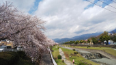 京の桜 画像2