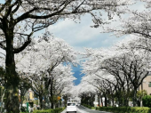 京の桜 画像3