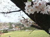 200405　小雨　歩けず 画像1