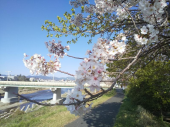 マイコース　復活♪ 画像2
