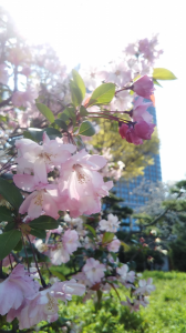 八重桜 画像1