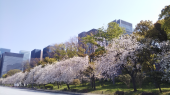 八重桜 画像2