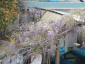 桜から藤へ…♪ 画像3