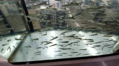 鮭の稚魚放流 画像1