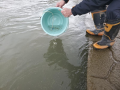 鮭の稚魚放流