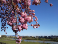 八重桜♪
