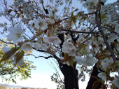 八重桜♪ 画像3
