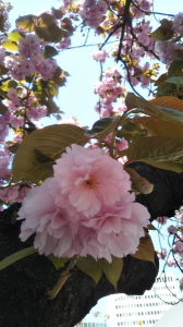 銀座の八重桜♪ 画像1