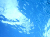 水にカエル 画像1
