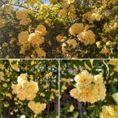 ☆買い物は疲れる☆ 画像1