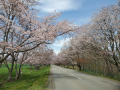 優駿桜ロード！！