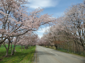 優駿桜ロード！！ 画像1