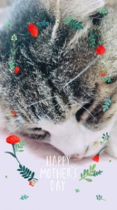 母の日 画像3