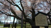 朝型 画像1
