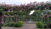 薔薇は香りだけ 画像3