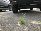 私は様子見ます 画像2