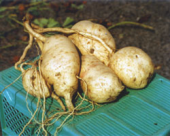 シモン茶飲んでみようかな？？ 画像1