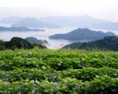 シモン茶飲んでみようかな？？ 画像2