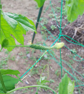 シュッシュ と メバナ 画像1