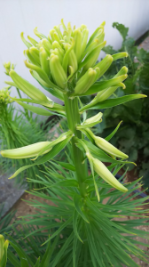 シュッシュ と メバナ 画像2