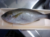 魚ーー！ 画像1