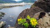 海沿いの寿司屋へ 画像3