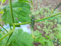 雨 と WOWOW制作ドラマ