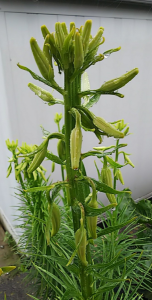 雨 と WOWOW制作ドラマ 画像2