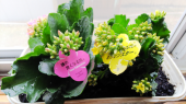花の苗を買う 画像2