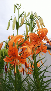 BDカード と 下向きユリちゃん 画像2