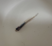 排水管の掃除 画像2