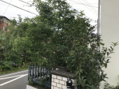 ジャングル門の植木撤去　 画像1