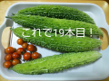 ミニトマト と ゴーヤ