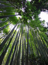 竹の寺 画像1