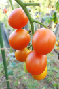 ソファーカバー洗濯 と ミニトマトの世話