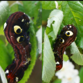 アケビノコノハ