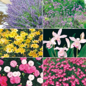 宿根草とおはぎ 画像1