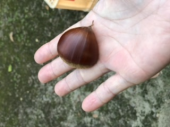 栗ご飯 画像1