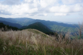 岩湧山のススキ
