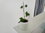 伸びました 画像2