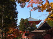 高野山の紅葉 画像2