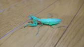 ミルクティー と 外のライト交換 画像1