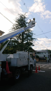 高所作業車で伐採 画像1