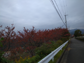 雨の一日 画像1